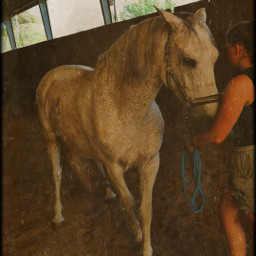 remix horses pferde horselove mylove edit pferdeliebe aesthetic salvador equestrian freetoedit