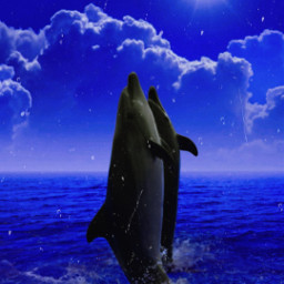 delfines mar noche azul silencio freetoedit rcdonotdisturb donotdisturb