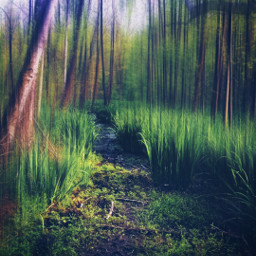 forest springtime plants green swamp nature outdoors myedit freetoedit