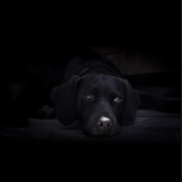 freetoedit iphonephotography mydog phonephotography horror dog light shadowy gloomy black dark pcblackandwhitephotography blackandwhitephotography