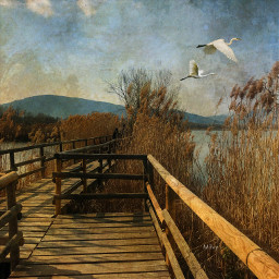 lakeiseo italy nature shotoniphone myphoto myedit rushes ponds footpath heron birds spring