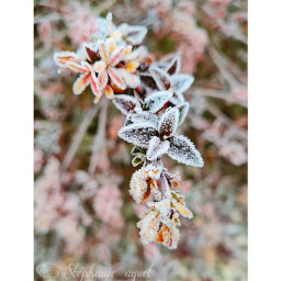winter hiver plant plante givre frost frosted life vie