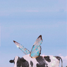 freetoedit cow butterfly aesthetic
