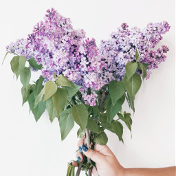 freetoedit bouquet floral lilac
