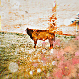 nature cow outdoor randomcow cutecow cute freetoedit