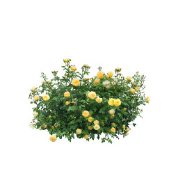 yellowroses freetoedit