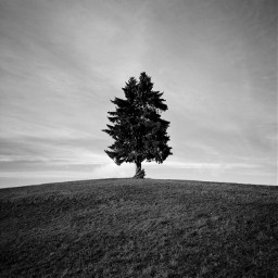 freetoedit tree blackandwhite landschaftsfotografie landscape myphotography
