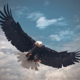 freetoedit iphonephotography phonephotography flyingeagle baldeagle wings pretty sky bird cool eagleattack wing eagle