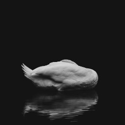 nature animal beauty swan naturephotography myphotography outdoors naturelover path natural animalphotography freeforbusiness white bnw blackandwhite dark gothic goth darkness fantasy silhouette birds flying wings freetoedit