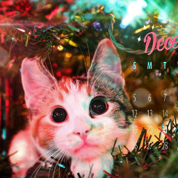 christmas lights cute cat decembercalendar lensflare freetoedit local srcdecembercalendar2021 decembercalendar2021