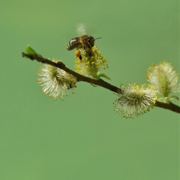 freetoedit bee flower willow branch green blossom macro macrophotography closeup closeupphotography nature naturephotography animal animals canonpowershotg5x