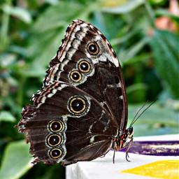 freetoedit butterfly insect butterflywings hdr1 photography picsartedit picoftheday