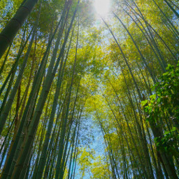 nature bambooforest pccolorgreen colorgreen