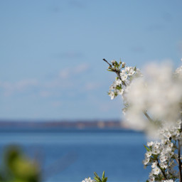 freetoedit sky daylight nature travel beach summer spring floral minimalism ocean clearview depthfromdefocus