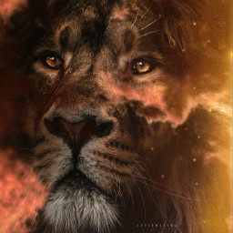 lion animal leo orange warmcolours light picsart edit freetoedit lionking