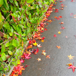 autumn automne feuilles foliage coloré colorful nature nature_seg green red vert rouge