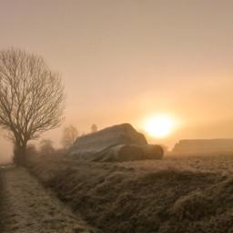 sunsnapsunday morning fog myphoto mypic mysterious sunrise tree landscape freetoedit