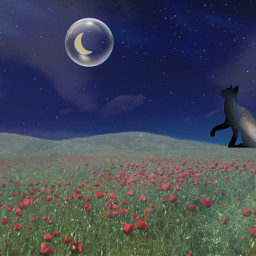 freetoedit cat kitten chat chaton silhouette night poppy poppies field nuit cieletoile etoiles stars champ red rouge lune moon bubble bulle