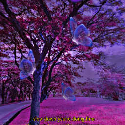 freetoedit flowerfield pink purple butterflies quote aesthetic spring ecbutterflybeauty butterflybeauty