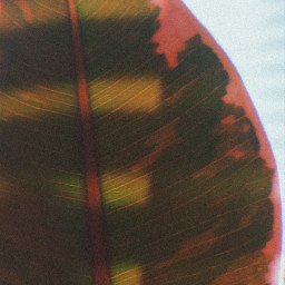 ficus plant leaf light texture photo photography phone redmi redminote9pro phonephotography picsart filter freetoedit