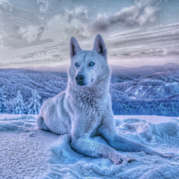 edit nature mountains view scenery wolf furry animals snow winter freetoedit