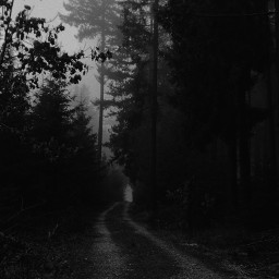 freetoedit pathway forrest fog blackandwhite myphoto vanishingpoint