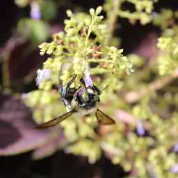 freetoedit bumblebee bee flowers nature godscreation takenbyme solideogloria