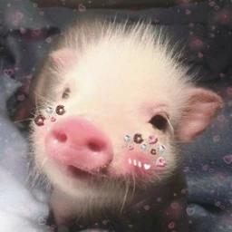 freetoedit animal pig cute piggy srcsweetblush sweetblush