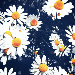 myedit spring nature macrophoto daisy pcfloralspring floralspring